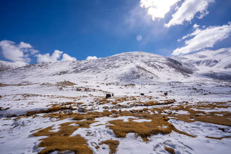 A view of a group of yak is eating in the field with the snow mountain in Ladakh, India.の写真素材