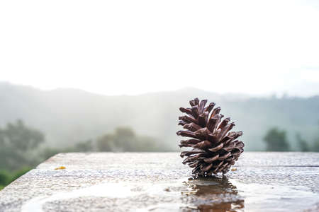 Pine cones and mountain natural view in the morning time at Khao Kho, Thailand.の写真素材