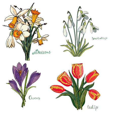 Vector collection isolated spring bouquets on white. Various elements for spring season floral design. Bouquets of tulips, snowdrops, crocuses and daffodils (daffodils)のイラスト素材