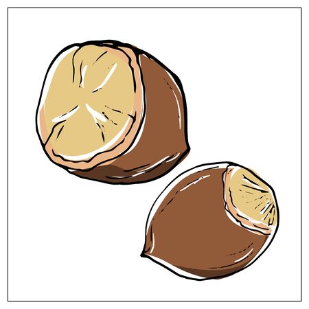 Vector illustration with Hazelnut. Isolated object on a white background. Multicolored hand drawn illustration.のイラスト素材