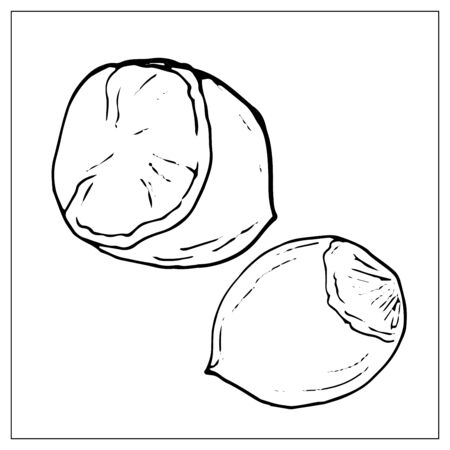 Vector illustration with Hazelnut. Isolated object on a white background. Linear hand drawn illustration. Outline styleのイラスト素材