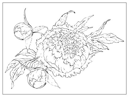 Vector peony. Isolated silhouette of a flower on a white background. Template for floral design, fabric design, packaging or clothing. Vector stock illustration. Isolated on a whiteのイラスト素材