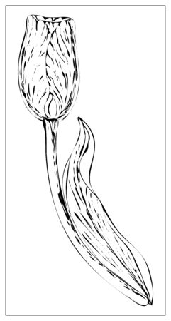 Vector floral illustration with with tulip flower silhouette. Isolated elements on a white background. Delicate bulbous plant for your floral design. Vector stock illustrationのイラスト素材