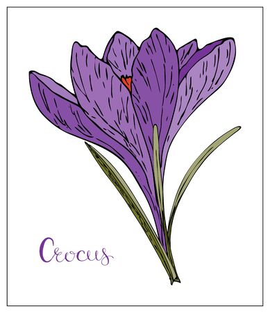 Vector floral illustration with violet crocus flower. Isolated elements on a white background. Delicate saffron flower for your floral design. Vector stock illustrationのイラスト素材