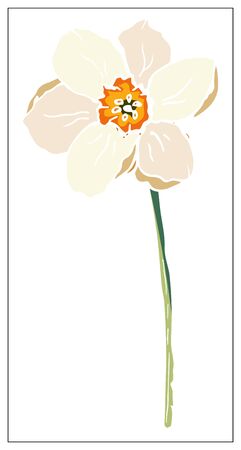 Vector floral illustration with daffodil flower. Isolated elements on a white background. Delicate bulbous plant for your floral design. Vector stock illustrationのイラスト素材