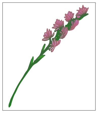 Vector silhouette of a blade of grass. Isolated drawing of herbs on a white background. Contour element for design in a floral style. Vector stock illustrationのイラスト素材
