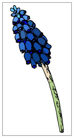 Vector muscari. Silhouette of a blade of grass. Isolated drawing of herbs on a white background. Contour element for design in a floral style. Vector stock illustrationのイラスト素材