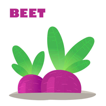 Juicy Beet grows in the garden. Vitamin-rich vegetables. Vector stock illustrationのイラスト素材