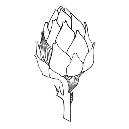 Black and white line illustration of artichoke. Outline vector illustrationのイラスト素材