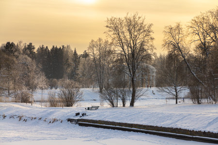 Evening in the winter park. Pavlovsk, the vicinity of St. Petersburg. Russia