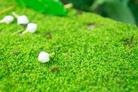 Close up of purple Crown flowers (Calotropis giantea) ,Tropical flower on Moss Greenの写真素材