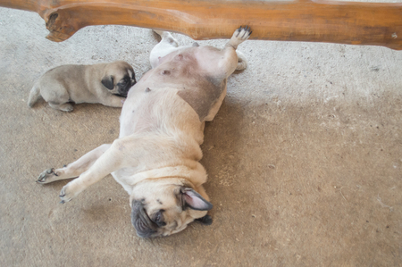 Pug dog sleep on the floorの写真素材