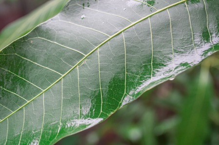 mango leavesの写真素材