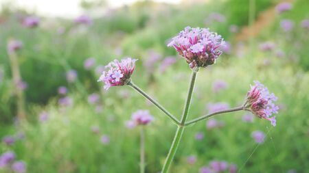 Grass flowers and leaf beautiful background.Environment Eco Floral scene wallpaper.Close up leaves green plant scenery outdoor farm.Nature organic fresh concept.Landscape park.の写真素材
