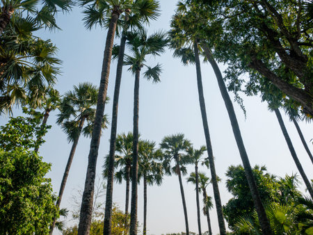 Betel nut from low view,Sun bright sky background. And clouds clearly, take photo of tall trees at...