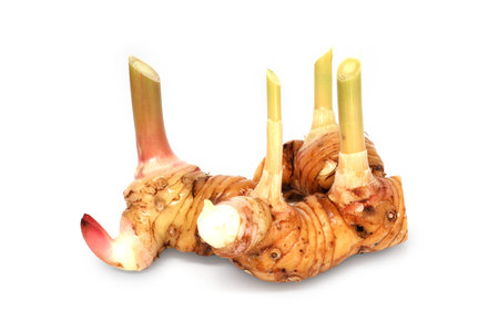 Galangal oilの写真素材