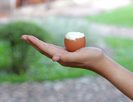  Boiled Egg の写真素材