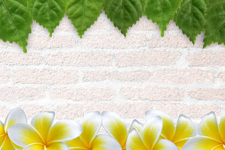  Fresh green leaves and Plumeria  flower  frame/ borderの写真素材