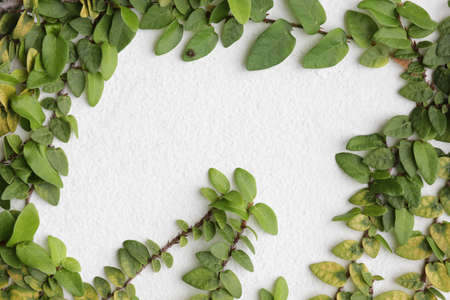 The Green Creeper Plant on a White Wall Creates a Beautiful の写真素材