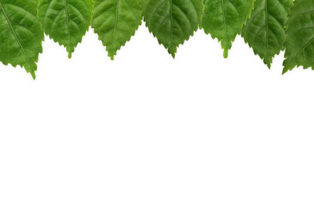 Fresh green leaves in the forest.の写真素材