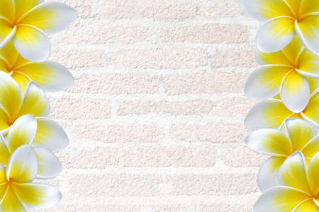 Plumeria  flower  frame/ border の写真素材