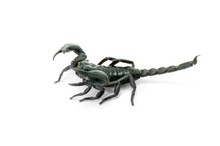 scorpion isolated on white backgroundの写真素材