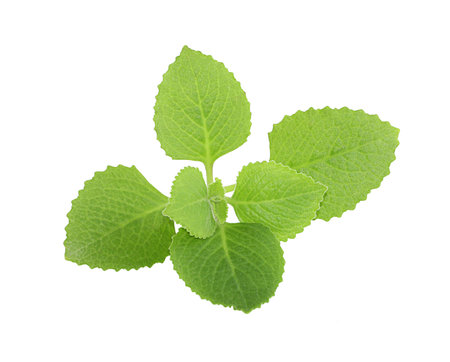 Mint isolated on white background
