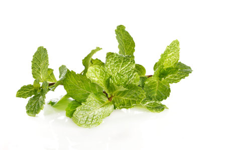 Mint leaf close up on a white background