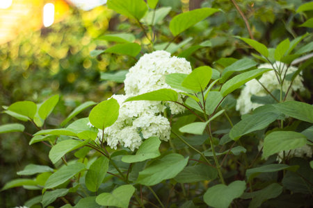 White flower of the tree-like hydrangea Anabel
