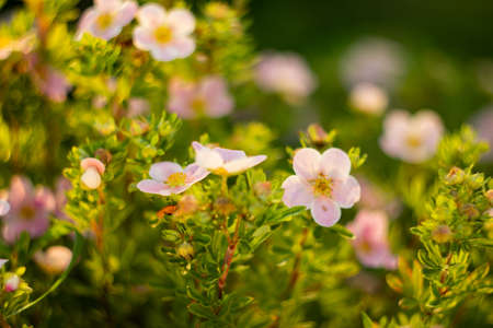 view of a beautiful flowering bush with pink flowers in the garden in summerの写真素材