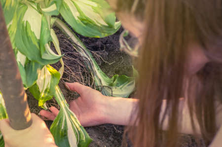 Female hands hold a dug-out bush of a plant with roots and soilの写真素材