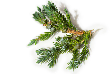 Juniperus horizontalis leaves or Creeping juniper leaves isolated on white background
