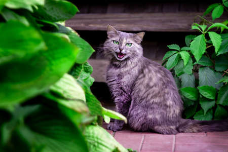 A beautiful gray cat sitting outdoors near the houseの写真素材