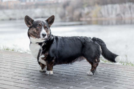 An adult dog of the Welsh corgi breed walks in the park in the autumn winter periodの写真素材