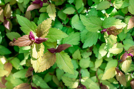 green foliage natural summer backgroundの写真素材