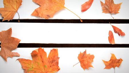Natural leaves, on white wooden boardsの写真素材