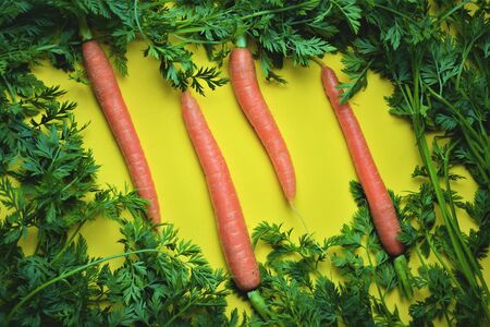 Carrots with their leaves and roots, in yellow backgroundの写真素材