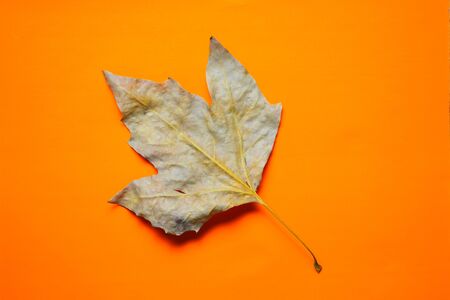 Natural dry leaf on orange backgroundの写真素材