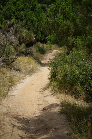 Forest trail, woodland and vegetation, shadows and gladesの写真素材