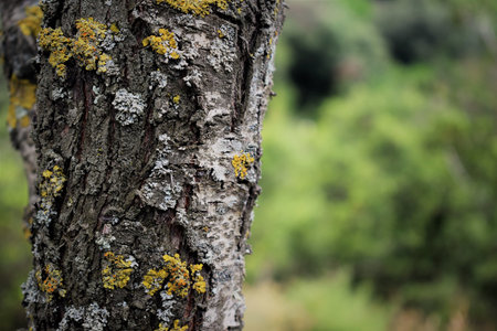 In the forest, tree trunk with fragments of moss and lichen, microscopic life