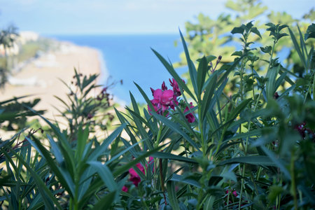 Pink flowers with green leaves, in the background coastal area of the Mediterranean Sea with wide...