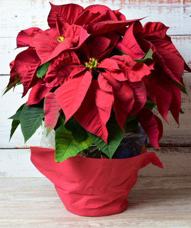 Christmas plant, poinsettia, with light colored rustic wood background.の写真素材