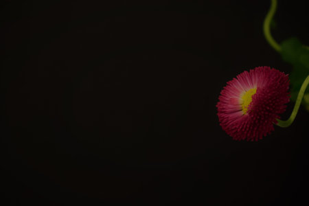 Bellis perennis flower on black background, copy space.の写真素材