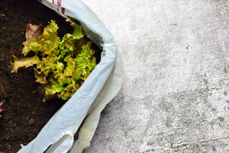 Plantation, urban garden with red lettuce. Copy space.の写真素材