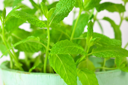 Close up. Mint plant in wooden pot, rustic of light color.