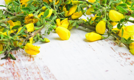 Grass of San Juan Scientific name, Hypericum perforatum, on a light colored rustic table. Copy space.の写真素材