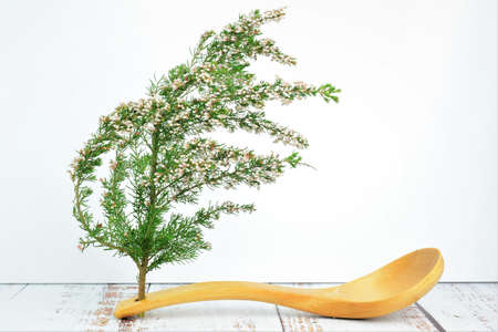 Natural twigs with tiny white flowersの写真素材