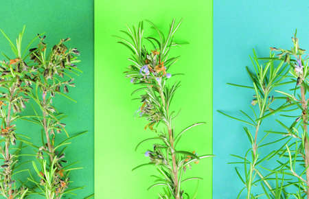 Natural rosemary on colored leaves.の写真素材