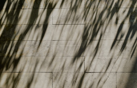 Background, wall of gray tones with natural shadows of leaves. Copy space.