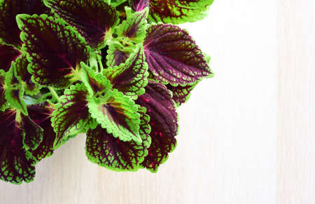 Indoor plants Coleus scutellarioides, with striking colors and shapes. Light colored wooden background and copy space.の写真素材